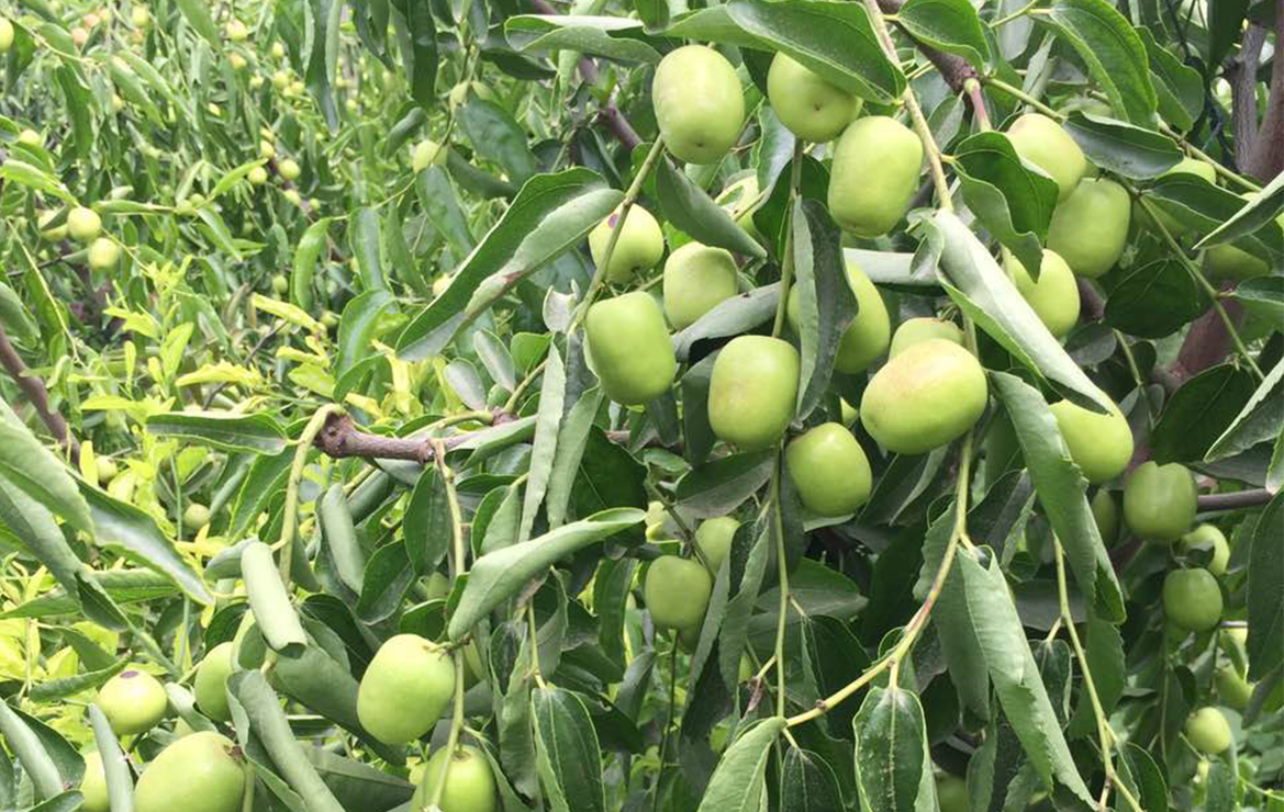 云顶4008集团手机登录