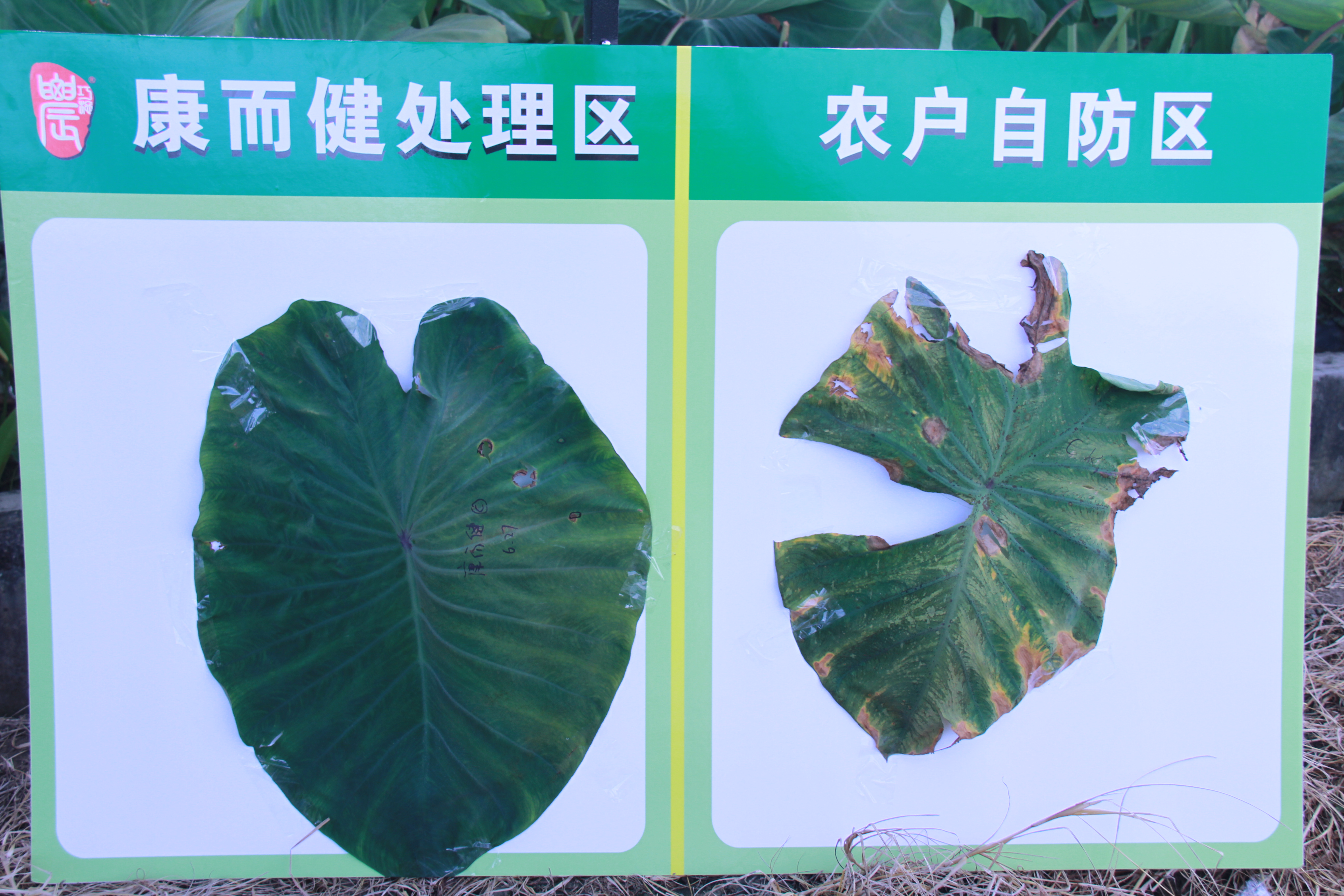 云顶4008集团手机登录