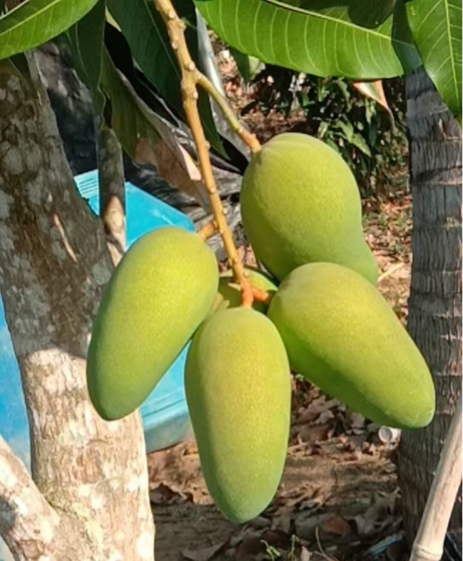 云顶4008集团手机登录