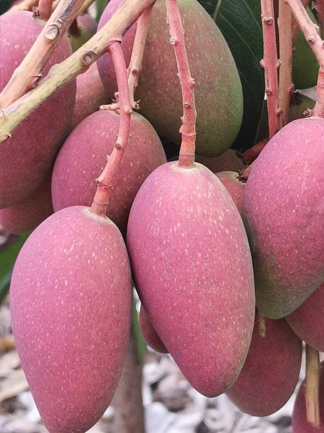 云顶4008集团手机登录