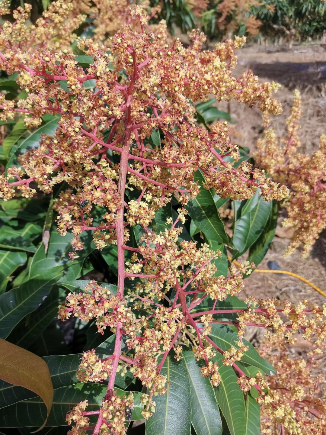 云顶4008集团手机登录