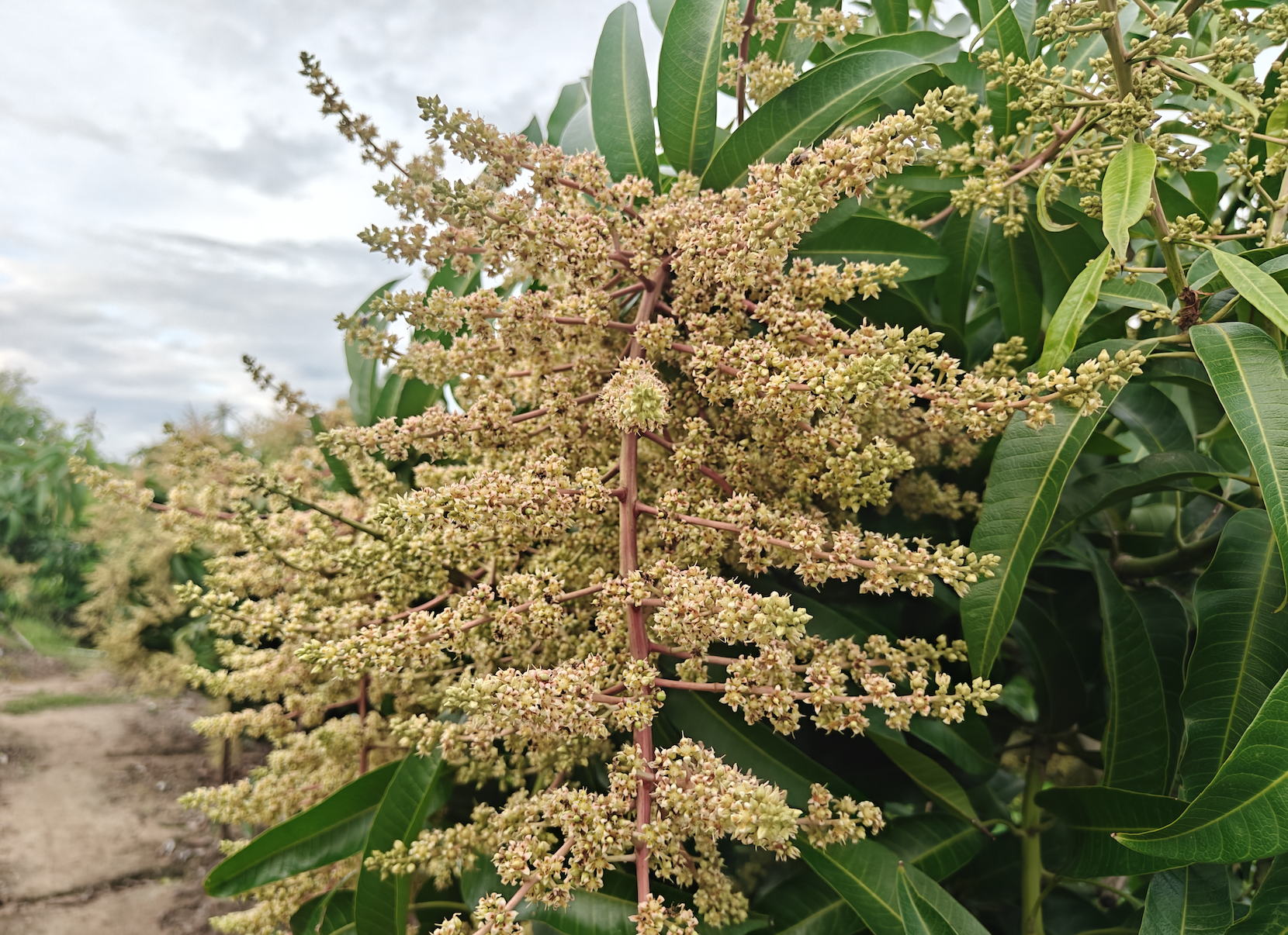 云顶4008集团手机登录